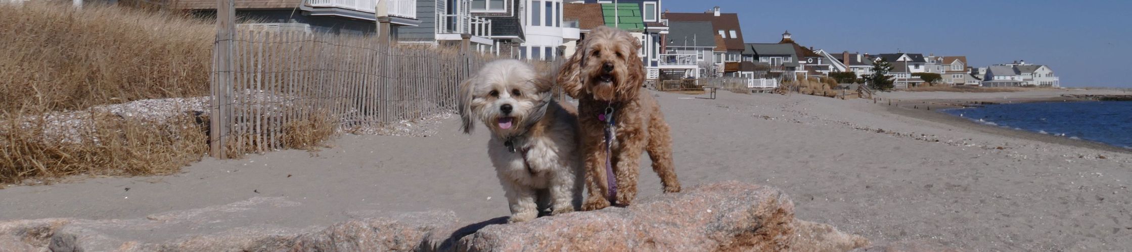 Mandy and Lexi Connecticut Banner