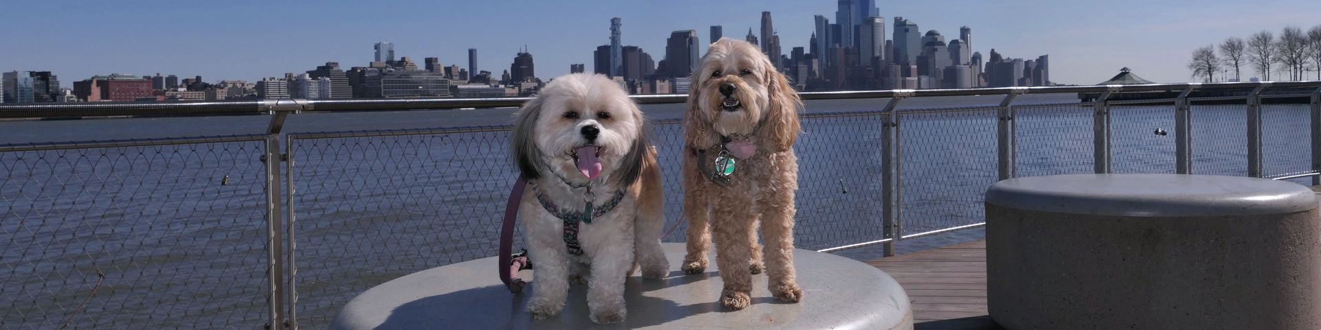 Mandy and Lexi New Jersey Banner