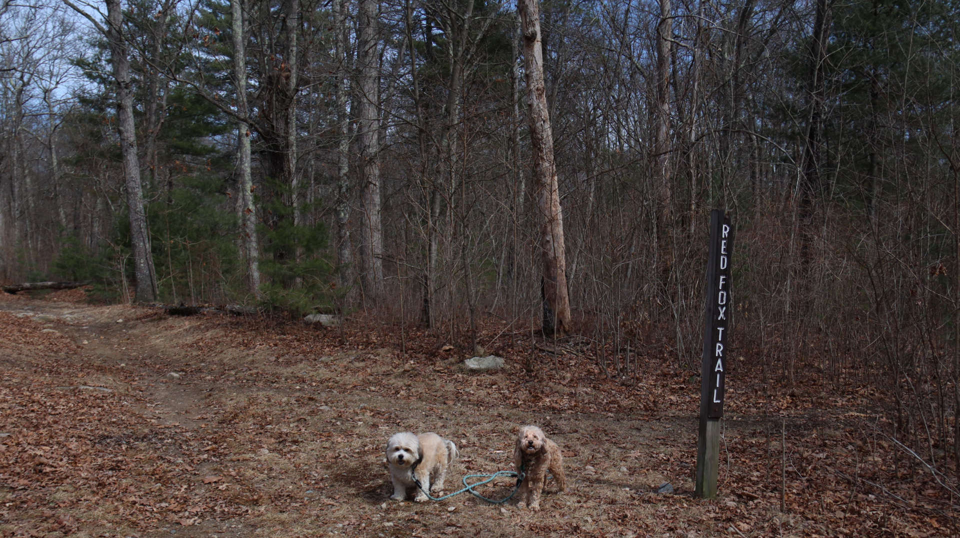Wrentham
