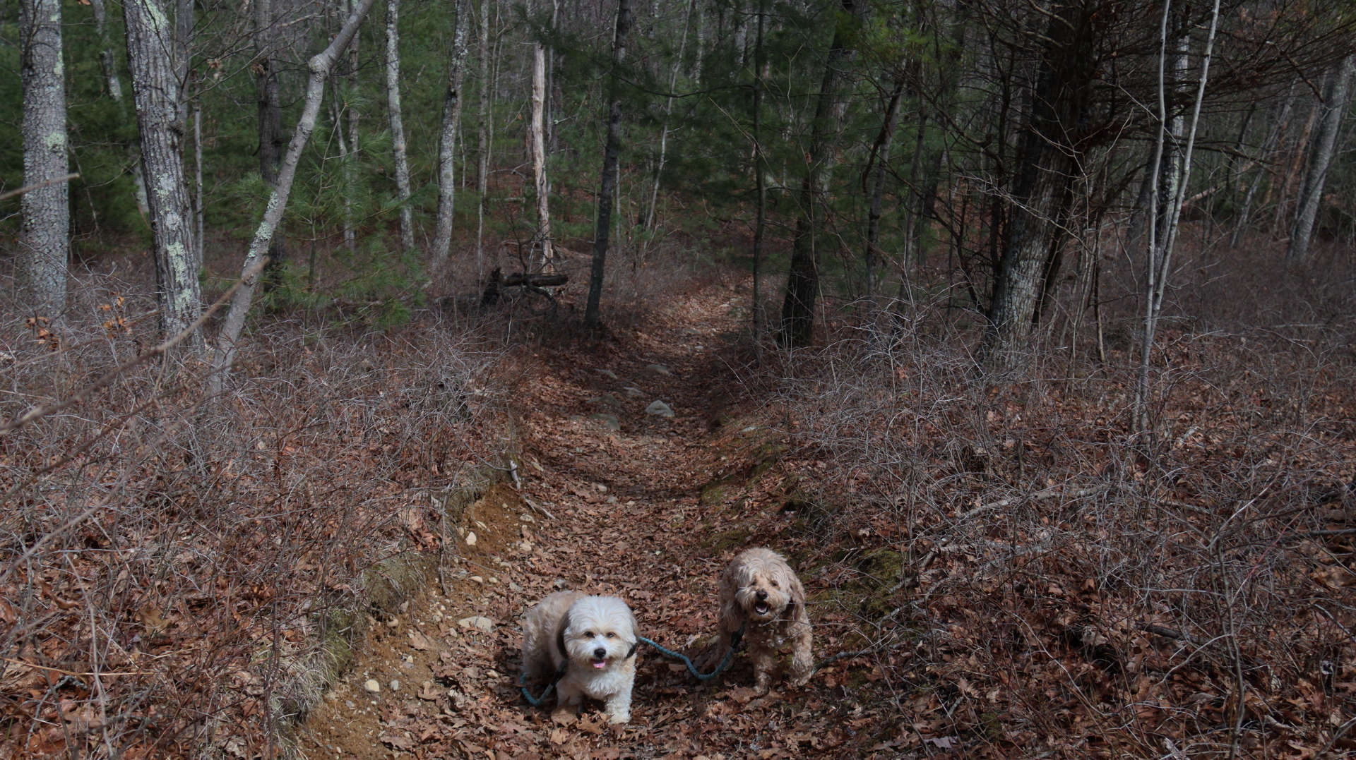 Wrentham3