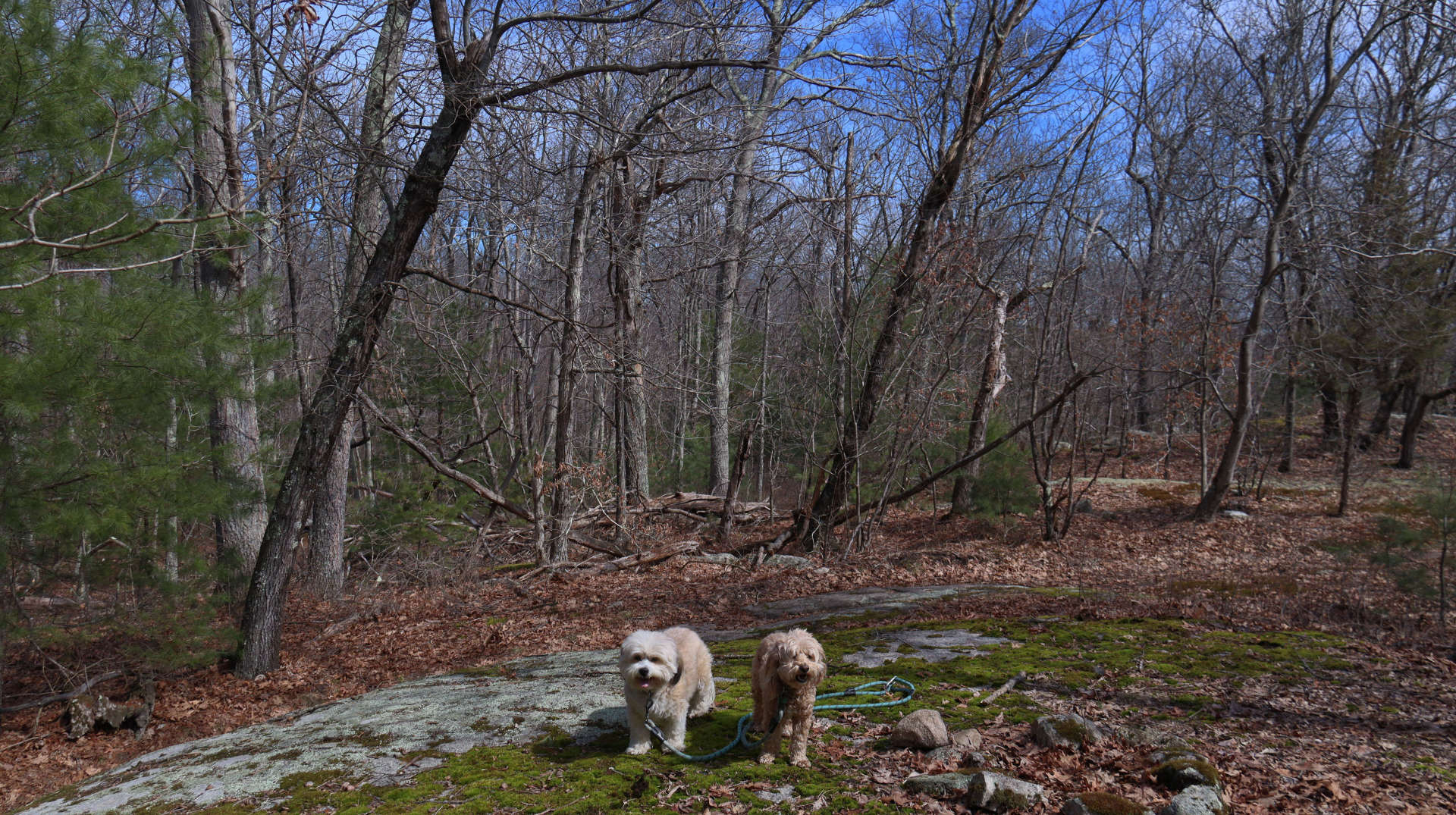 Wrentham5