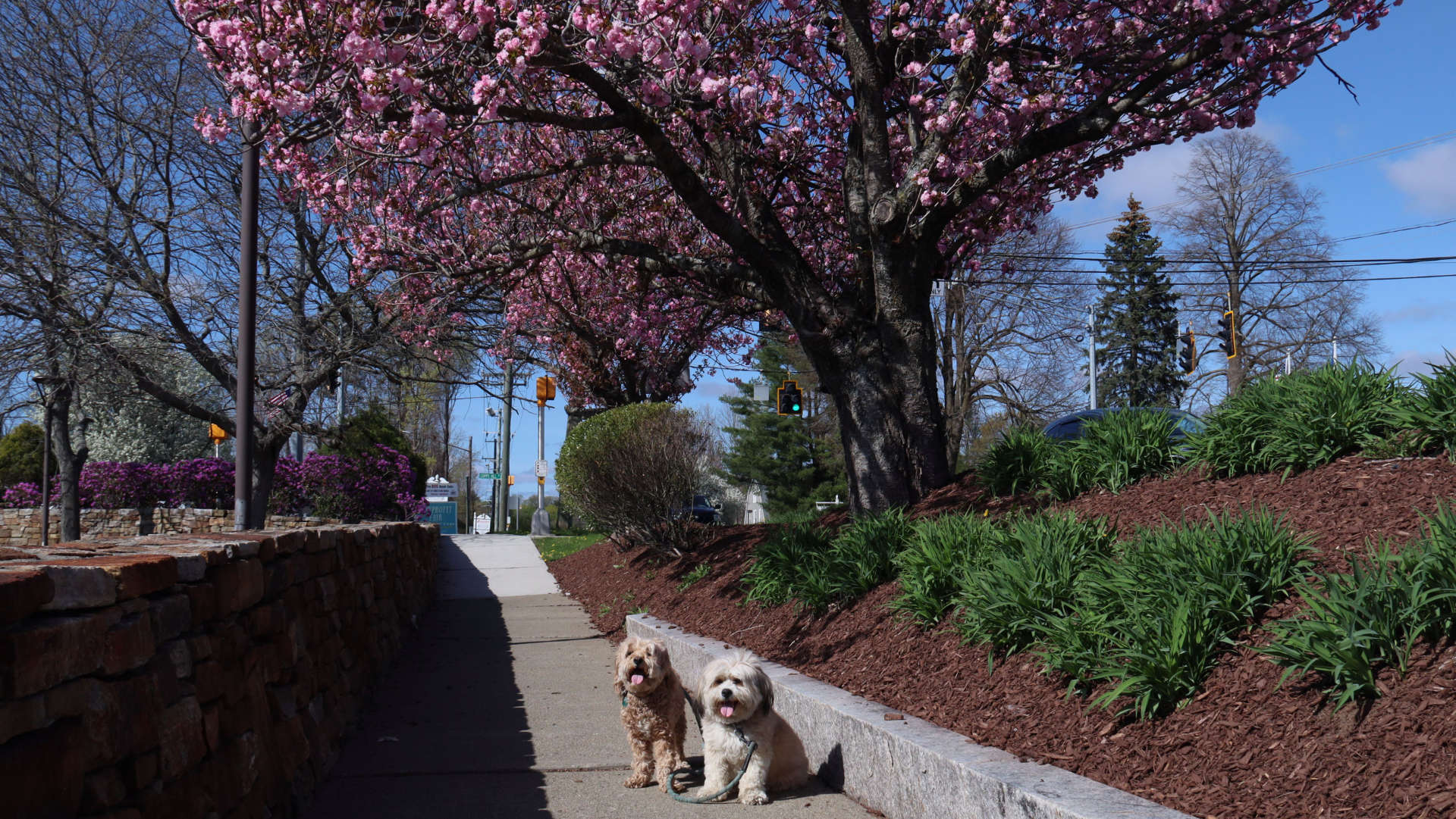 Ridgefield53