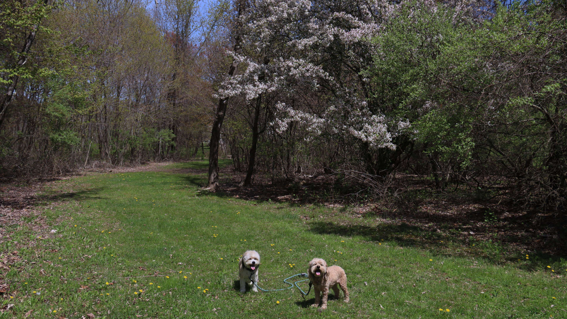 South_Windsor232